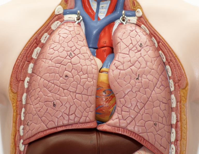 Lungs, Diaphragm, Anatomy, breathing and the nervous system