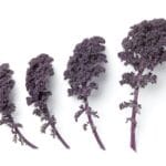 Purple Kale